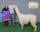 alpaca for sale