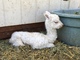alpaca for sale