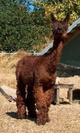 alpaca for sale
