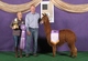 alpaca for sale