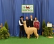alpaca for sale