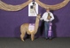 alpaca for sale