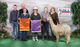 alpaca for sale