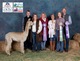 alpaca for sale
