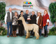 alpaca for sale