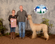 alpaca for sale