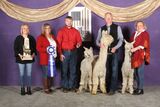 alpaca for sale