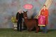 alpaca for sale