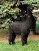 alpaca for sale