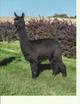 alpaca for sale