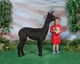 alpaca for sale