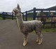 alpaca for sale