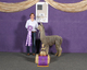 alpaca for sale