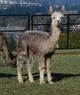 alpaca for sale
