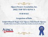 alpaca for sale
