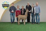 alpaca for sale