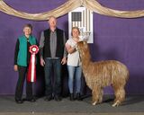 alpaca for sale