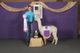 alpaca for sale