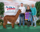 alpaca for sale