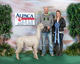 alpaca for sale