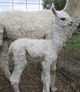 alpaca for sale