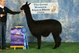 alpaca for sale