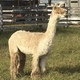 alpaca for sale