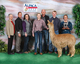 alpaca for sale