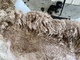 alpaca for sale