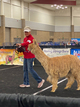alpaca for sale