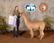 alpaca for sale