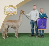 alpaca for sale