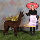 alpaca for sale