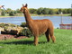 alpaca for sale