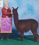 alpaca for sale