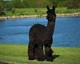 alpaca for sale