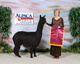 alpaca for sale