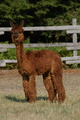 alpaca for sale