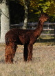 alpaca for sale