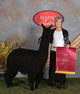 alpaca for sale