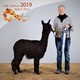 alpaca for sale