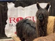 alpaca for sale