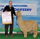 alpaca for sale