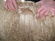alpaca for sale