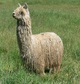 alpaca for sale