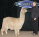 alpaca for sale