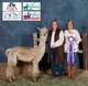 alpaca for sale