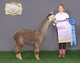 alpaca for sale