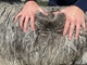 alpaca for sale