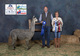 alpaca for sale